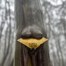 George Mihalakellis - Great Walhalla Alpine Trail