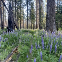 Wyatt Barrett - Yosemite - Red Peak Pass Loop
