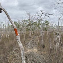 Deanna Doane - Big Cypress on the FT