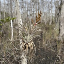 Deanna Doane - Big Cypress on the FT