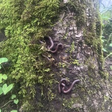 Alyx Luck Barnett, Beth Minnick - Virginia High Point Traverse