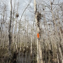 Deanna Doane - Big Cypress on the FT