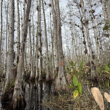 Deanna Doane - Big Cypress on the FT