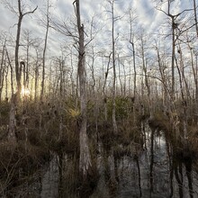 Deanna Doane - Big Cypress on the FT