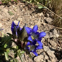 Brent Herring - Madden, Star, Gibbs (CO)