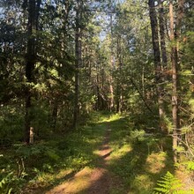 Kathryn Burt - Mason Tract Pathway (MI)