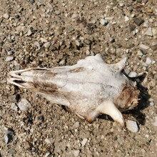 Mladen Nedic - Put Srebrenicke povelje