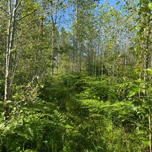 Kathryn Burt - Mason Tract Pathway (MI)