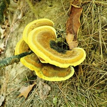 Kelly Burt, Kristy Burt - Burr Oak + Wildcat Hollow Trails (OH)