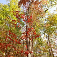 Kelly Burt, Kristy Burt - Burr Oak + Wildcat Hollow Trails (OH)