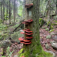 Scott Livingston, Debbie Livingston - Pachaug - Nehantic Loop (CT)