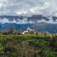 Andi Banez - Otago Gold Rush (New Zealand)