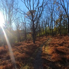 Patrick Durante - The Trexler Double