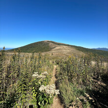 Laura Matacia - Appalachian Trail: Roan Mountain Highlands (TN)