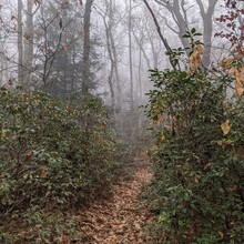 Kim Monge Fera - Wild Oak Trail (VA)
