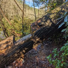 Michael Longnecker - Chattooga River Trail to Fork Mountain to Foothills Trail Loop