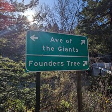 Brittany Tonks - Avenue of the Giants (CA)