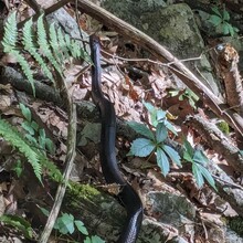 Bob Stewart - PA Appalachian Trail (PA)