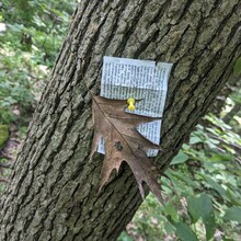 Bob Stewart - PA Appalachian Trail (PA)