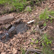 Josh Billings - North Fork Mountain Trail (WV)