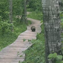 Bob Stewart - Superior Hiking Trail (MN)