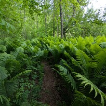 Bob Stewart - Superior Hiking Trail (MN)