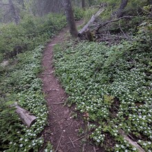 Bob Stewart - Superior Hiking Trail (MN)