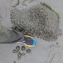 Andrea Lin - Beach from Seattle to Everett (WA)