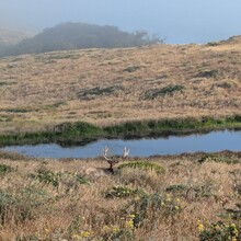 Marion Ollier, Elizabeth Prosser, Cristiana Chen - Bolinas or Bust (CA)