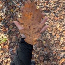 Dan Riley - Ganaraska Anson Mountain Loop (ON, Canada)