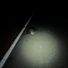 Bob Stewart - Pinhoti Trail (AL, GA)