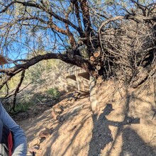 Marcy Beard - Robles to Wasson Shuffle