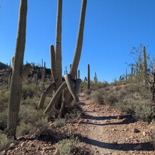 Marcy Beard - Robles to Wasson Shuffle