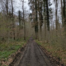 Chris Reckinger - Mullerthal Trail Route 3 (Luxembourg)