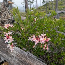 Elisabeth Phillips-Jones - Kalmiopsis Wilderness: Leach Memorial Loop (OR)