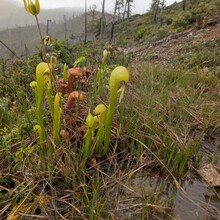 Elisabeth Phillips-Jones - Kalmiopsis Wilderness: Leach Memorial Loop (OR)