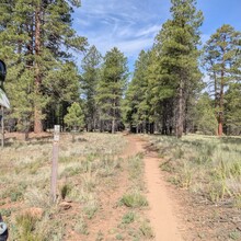 Marcy Beard - Flagstaff Loop Trail (AZ)