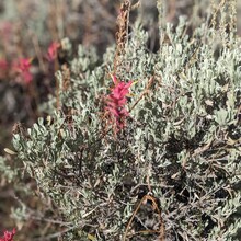 Renee Elsdon Jacobs - Toiyabe Crest Trail