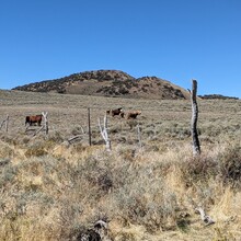 Renee Elsdon Jacobs - Toiyabe Crest Trail