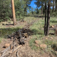 Marcy Beard - Flagstaff Loop Trail (AZ)