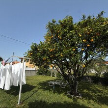 Robert Hajnal - El Camino Portugués - Costal Route (Portugal)