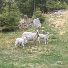 Randi Aalgaard - Nordmarka High Five (Norway)