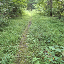 Dean Banko - Trans Allegheny 6-10 Trail (PA)