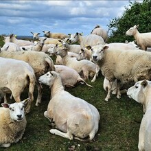 Oscar Grönborg - Kullaleden 71K (Sweden)