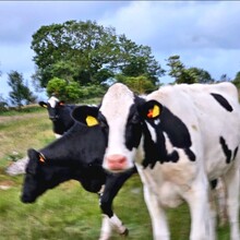 Oscar Grönborg - Kullaleden 71K (Sweden)