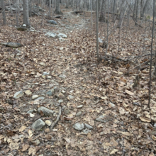 Duncan Bell - Birkhead Mountain Trail