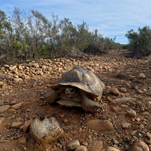 Christof Teuscher - San Diego Trans-County Trail (SDTCT)