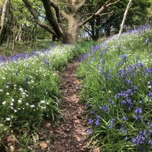 Sam Threadgill - Calder Woodland Way