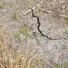 Andrea Tyrrell - Historic Sam's Swamp