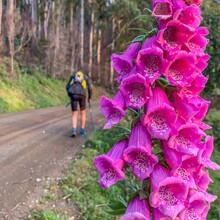 Piotr Babis - Tasmanian Trail (TAS, Australia)